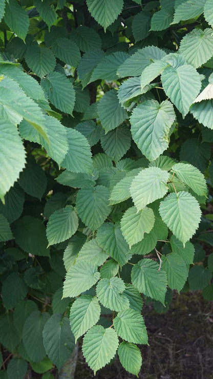 Davidia involucrata meerstammig / struik blad