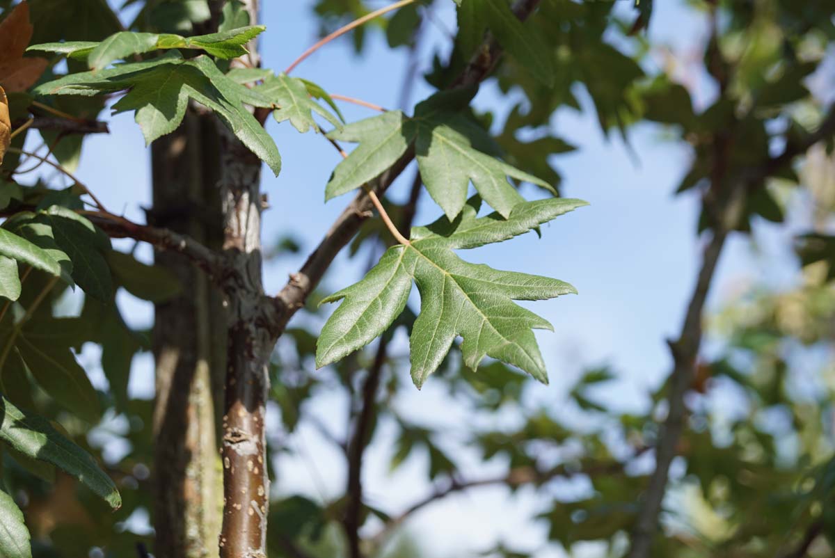 Malus trilobata op stam