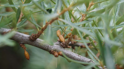 Hippophae rhamnoides op stam twijg