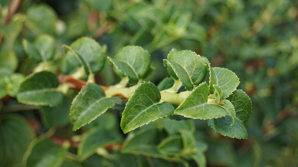 Hydrangea petiolaris Tuinplanten blad