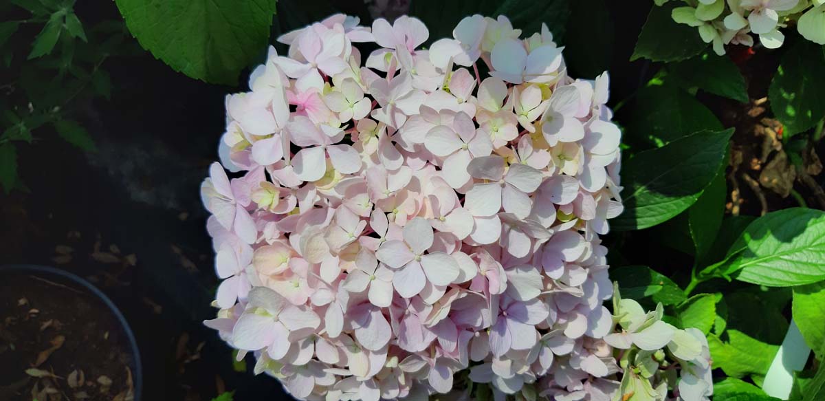 Hydrangea macrophylla 'Ayesha'