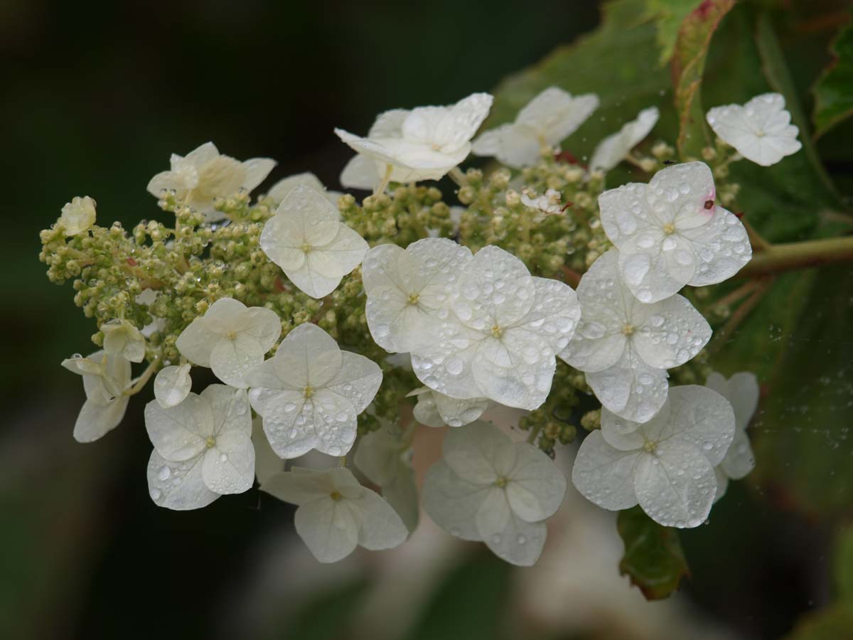 Hydrangea quercifolia meerstammig / struik bloem