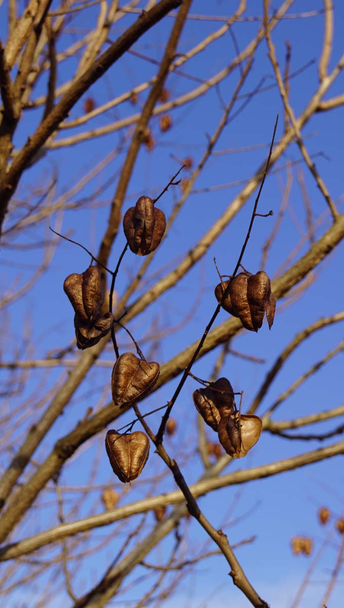 Koelreuteria paniculata solitair zaaddoos