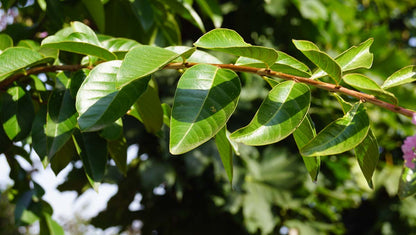 Lagerstroemia indica Tuinplanten blad