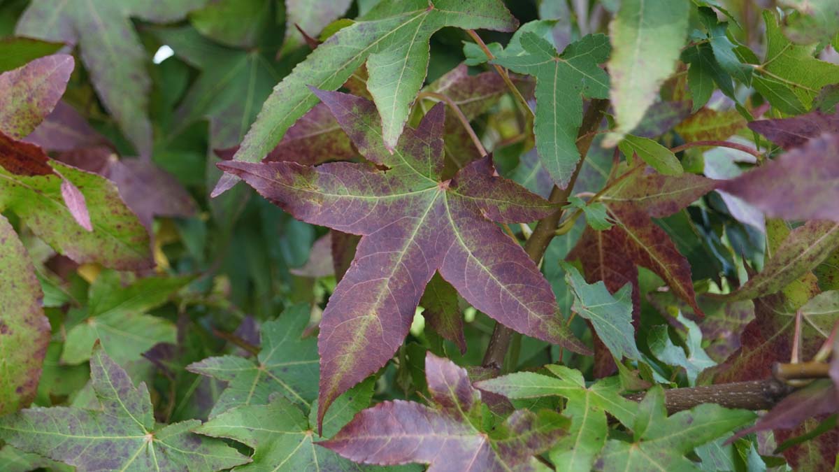 Liquidambar styraciflua op stam herfstkleur