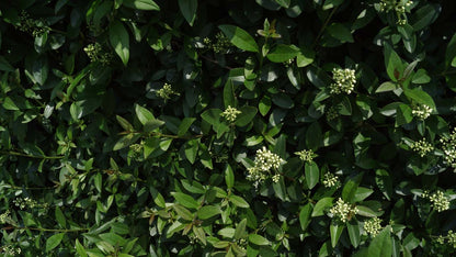 Ligustrum ovalifolium haagplant blad