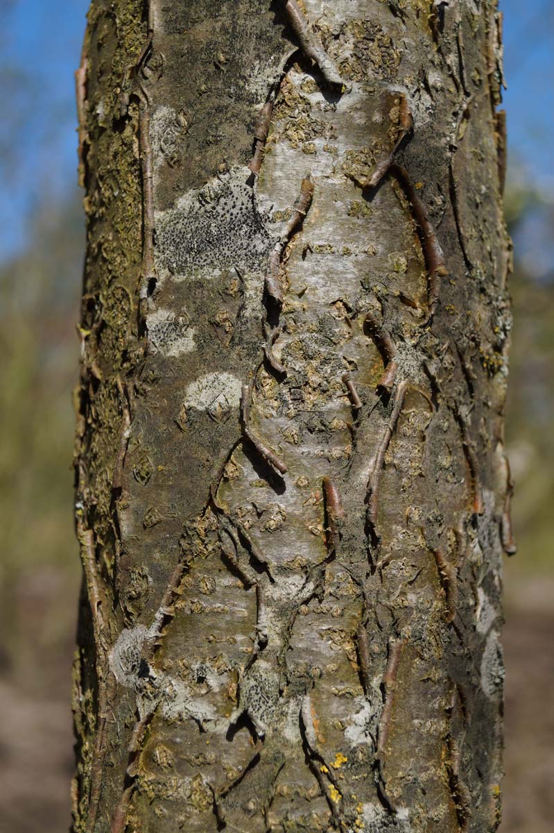 Maackia amurensis solitair