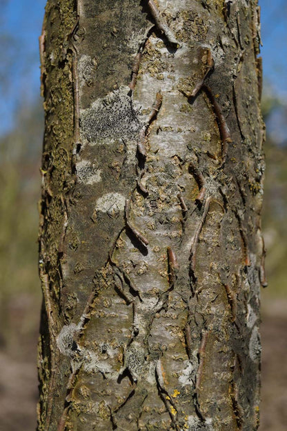 Maackia amurensis solitair