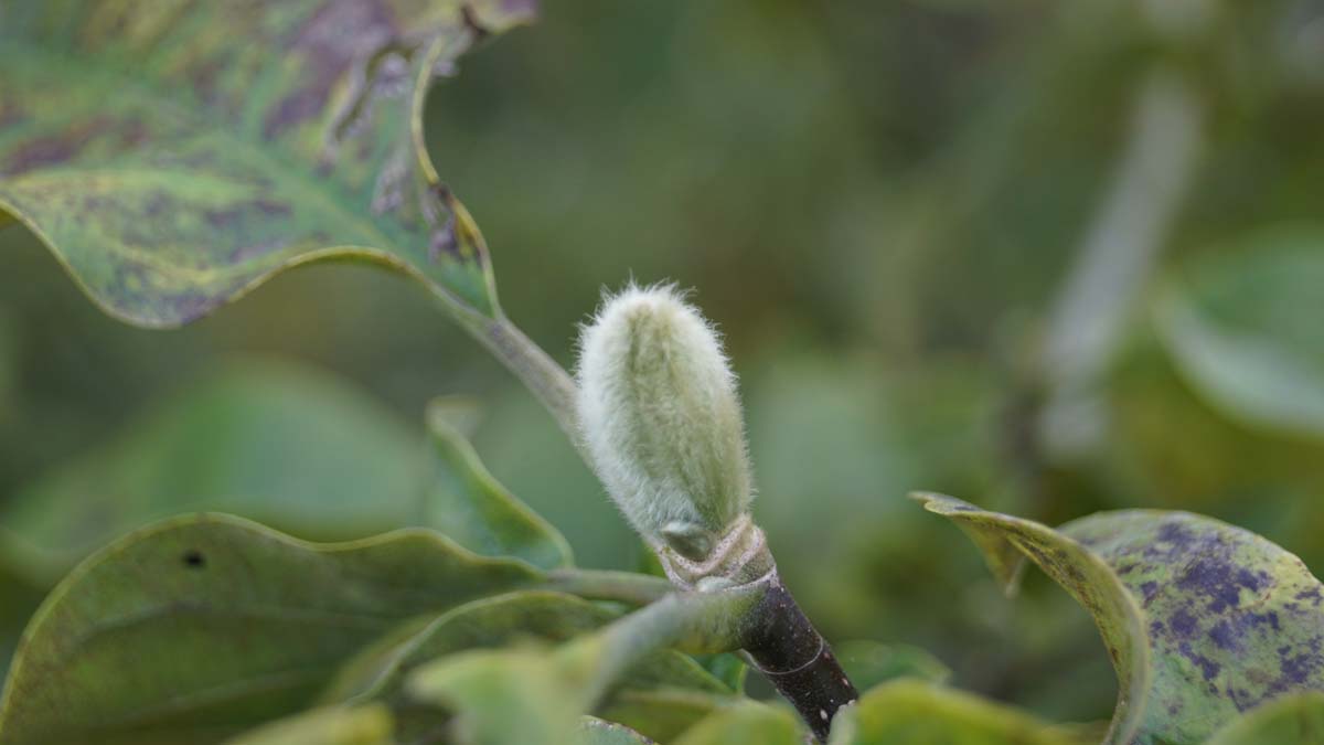 Magnolia brooklynensis 'Yellow Bird' solitair