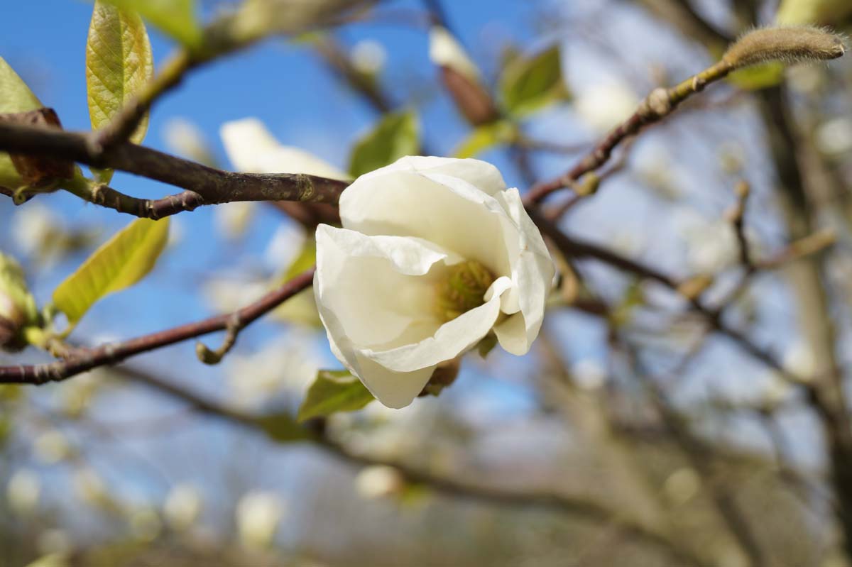 Magnolia kobus leiboom bloem