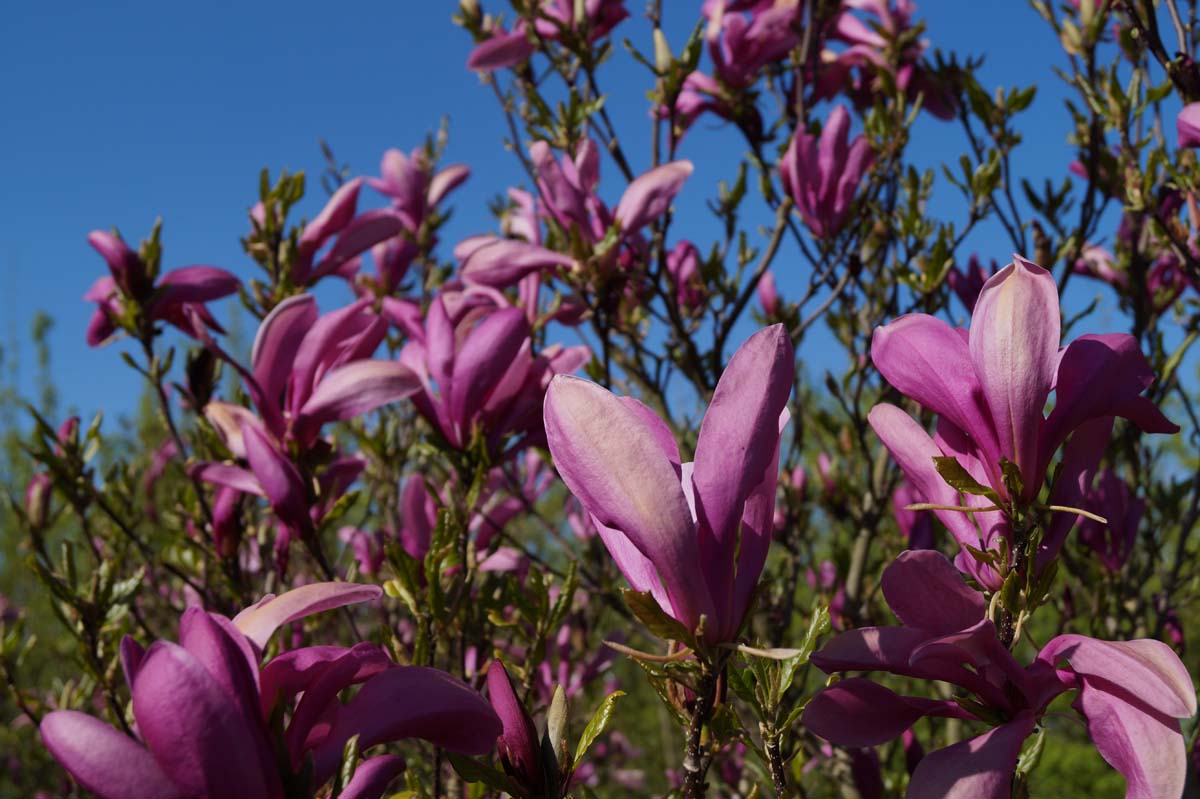 Magnolia 'Susan' meerstammig / struik bloesem