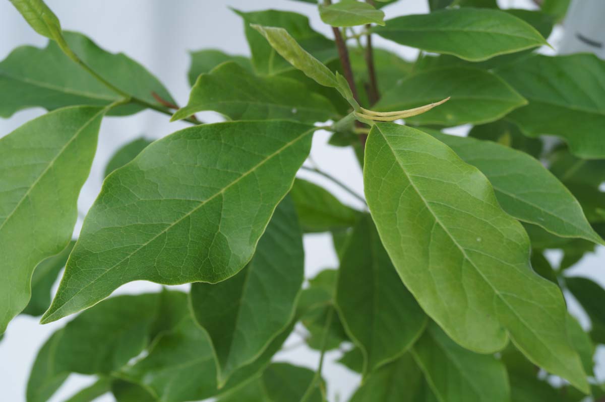 Magnolia soulangeana meerstammig / struik blad