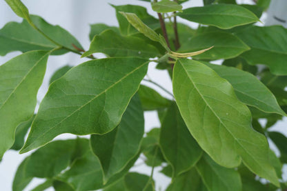 Magnolia soulangeana Tuinplanten blad