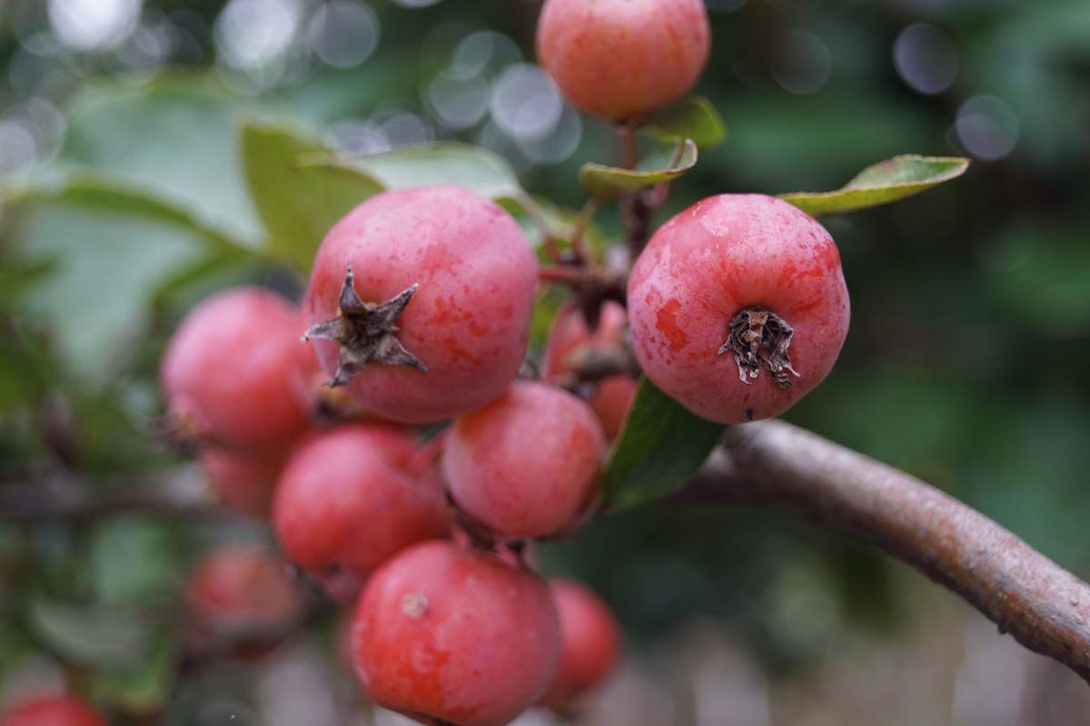 Malus 'Evereste' meerstammig / struik appel