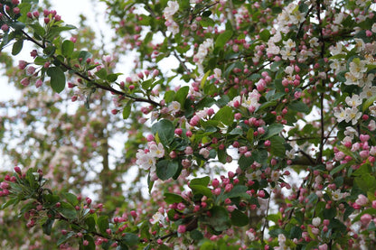 Malus 'Golden Hornet' meerstammig / struik