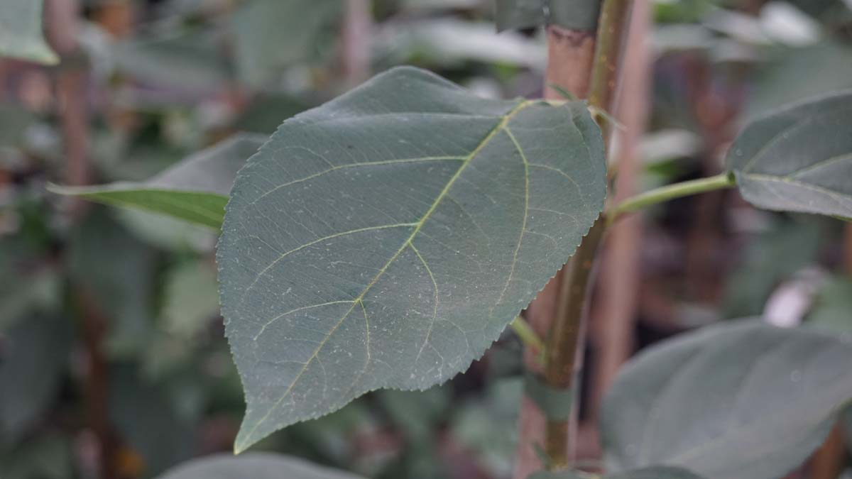 Malus 'Braendkjaer' meerstammig / struik