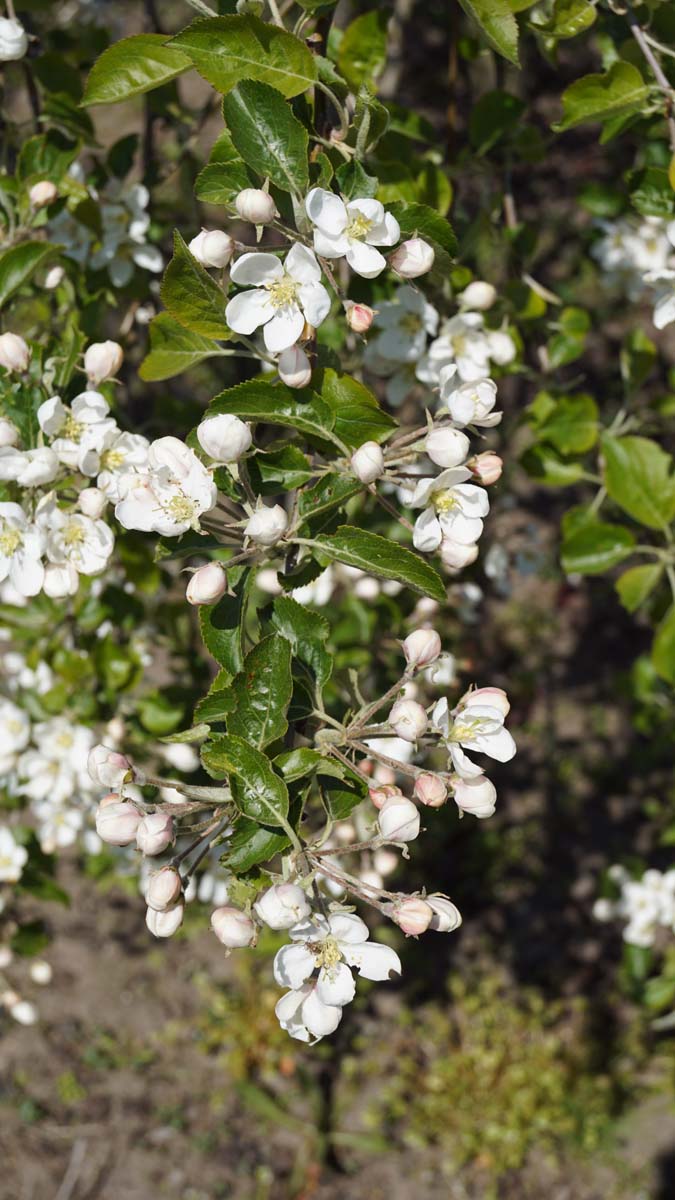 Malus 'Hyslop' op stam