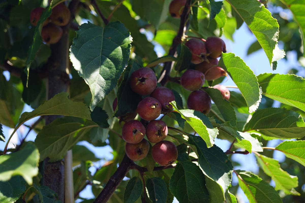 Malus 'Neville Copeman' op stam