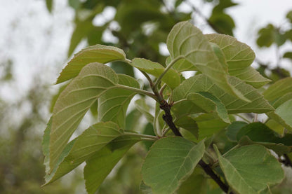 Malus tschonoskii op stam