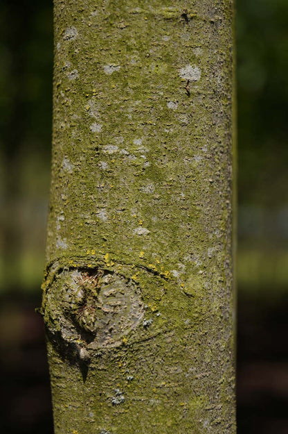 Parrotia persica op stam bast