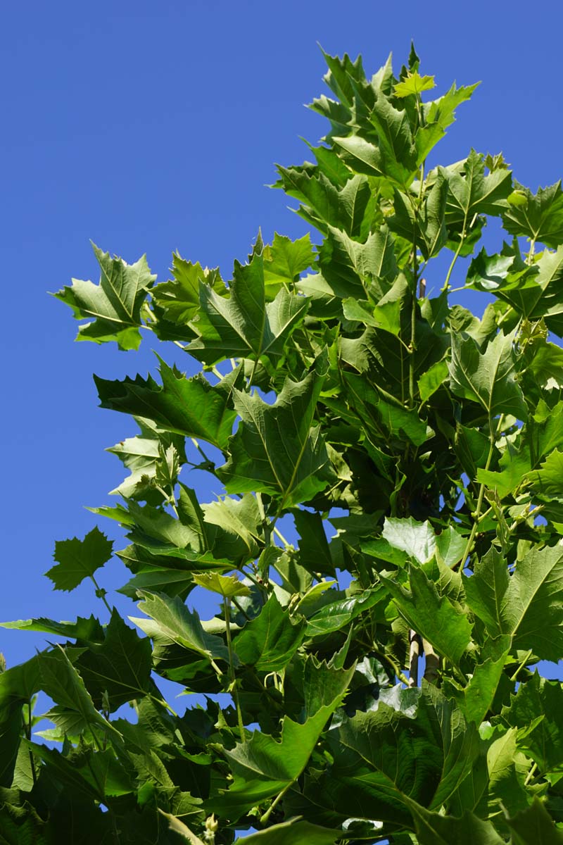 Platanus hispanica leiboom