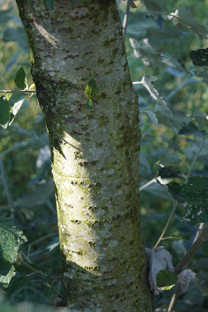 Populus alba op stam bast