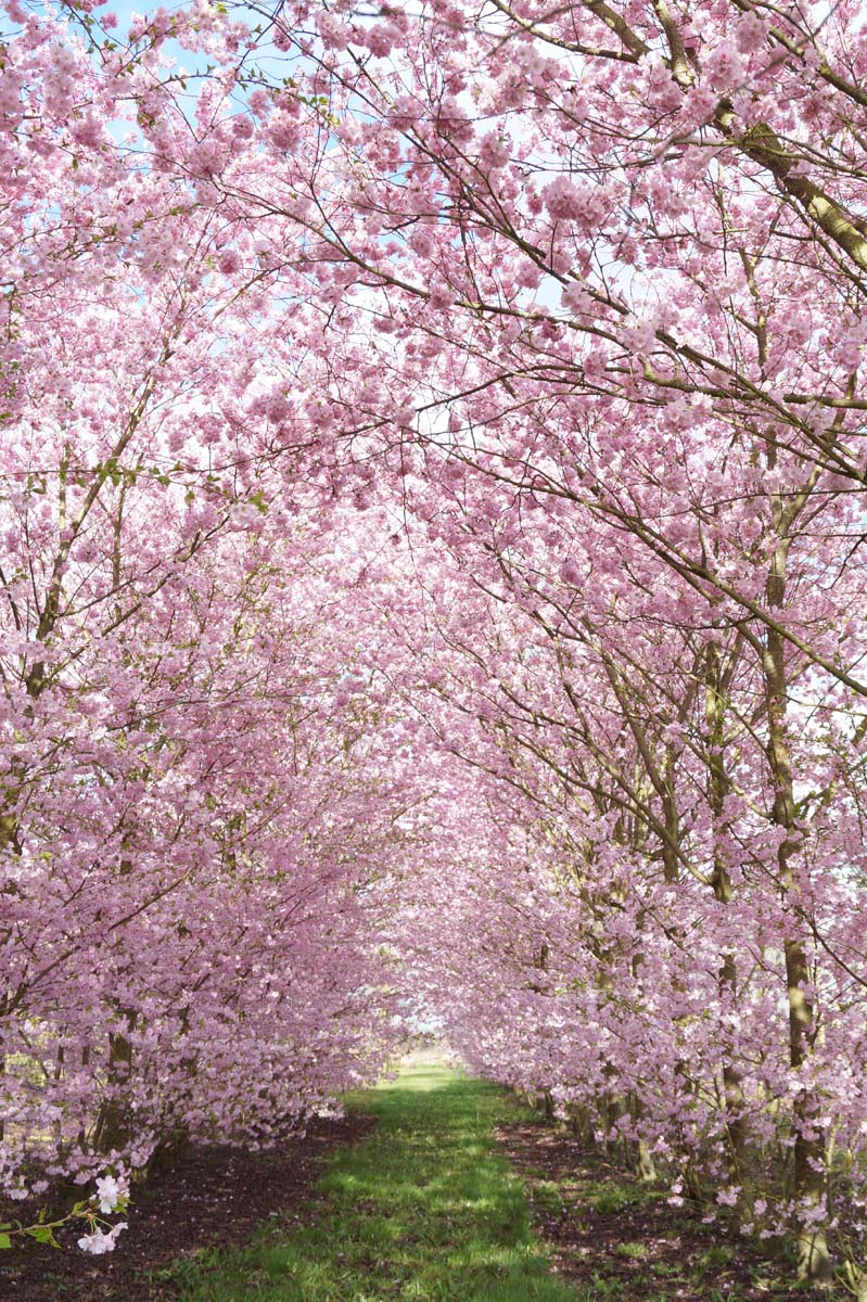 Prunus 'Accolade' solitair