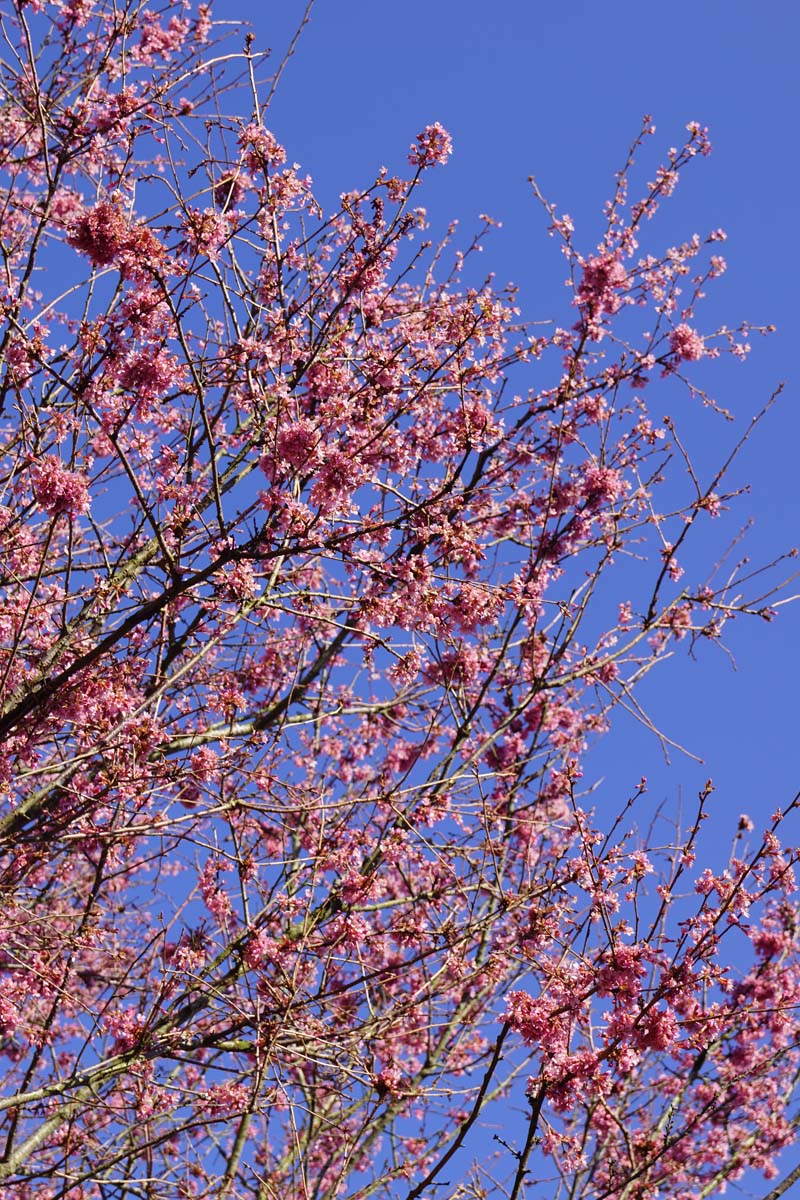 Prunus 'Okame' op stam bloesem