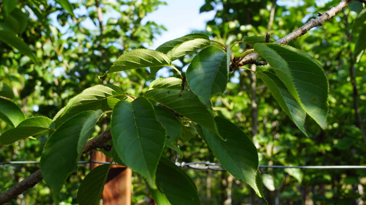 Prunus serrulata 'Kanzan' leiboom twijg