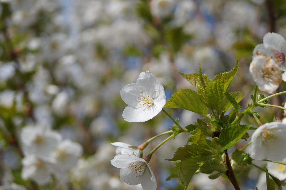 Prunus 'Umineko' op stam