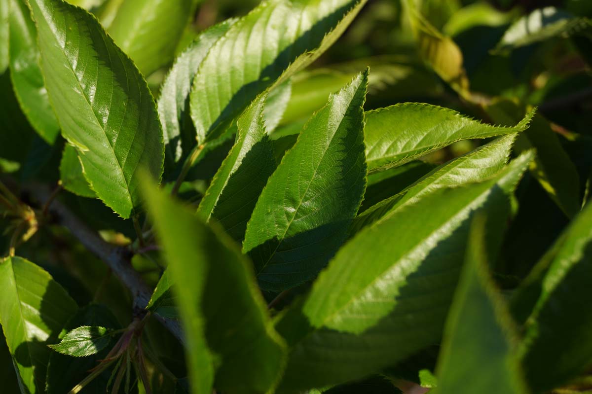 Prunus yedoensis solitair blad