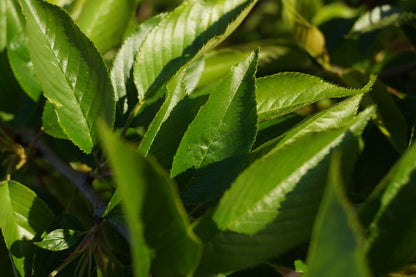 Prunus yedoensis solitair blad