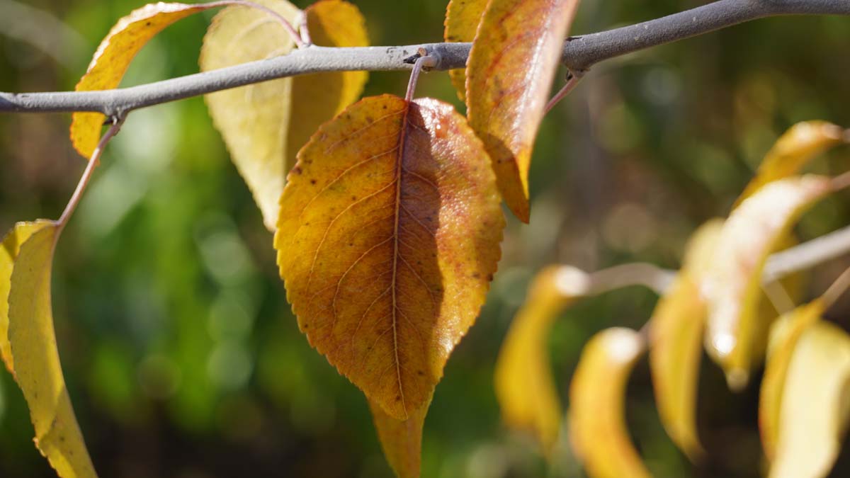 Pyrus betulifolia op stam herfstkleur