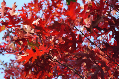 Quercus coccinea op stam