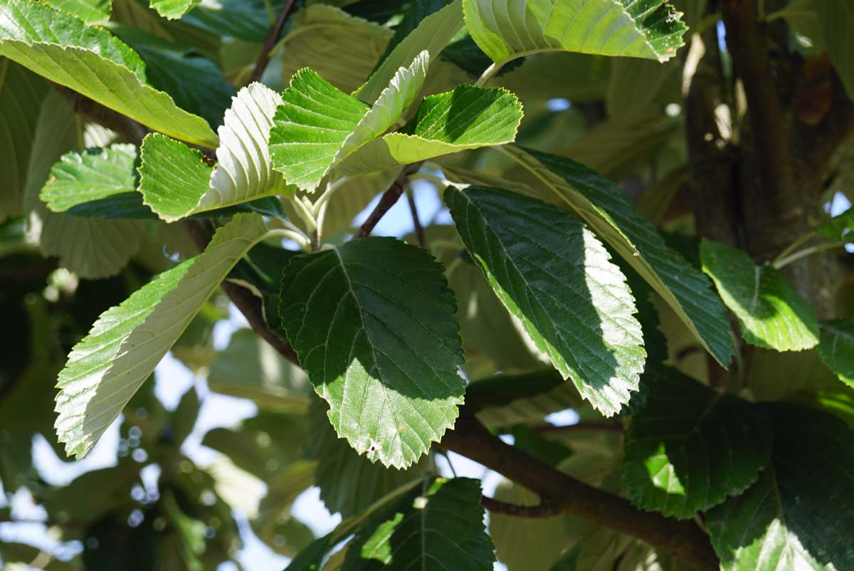 Sorbus aria 'Gigantea' op stam blad