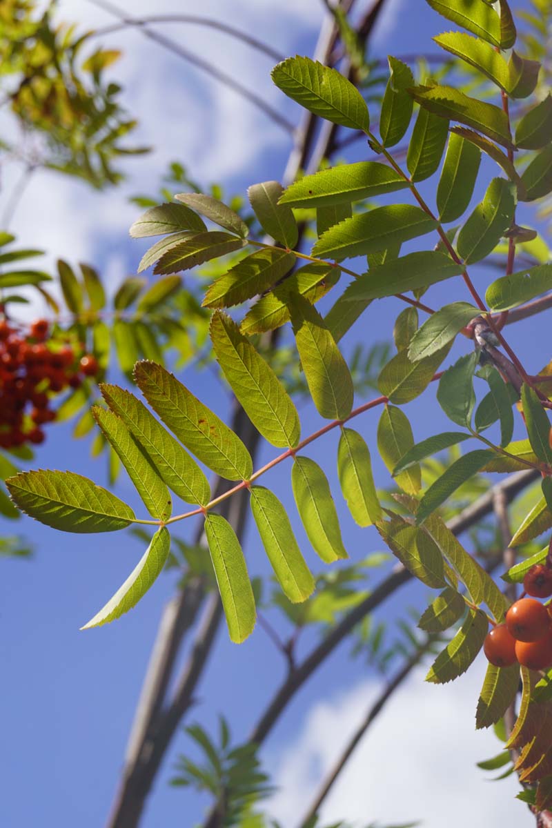 Sorbus aucuparia edulis op stam blad