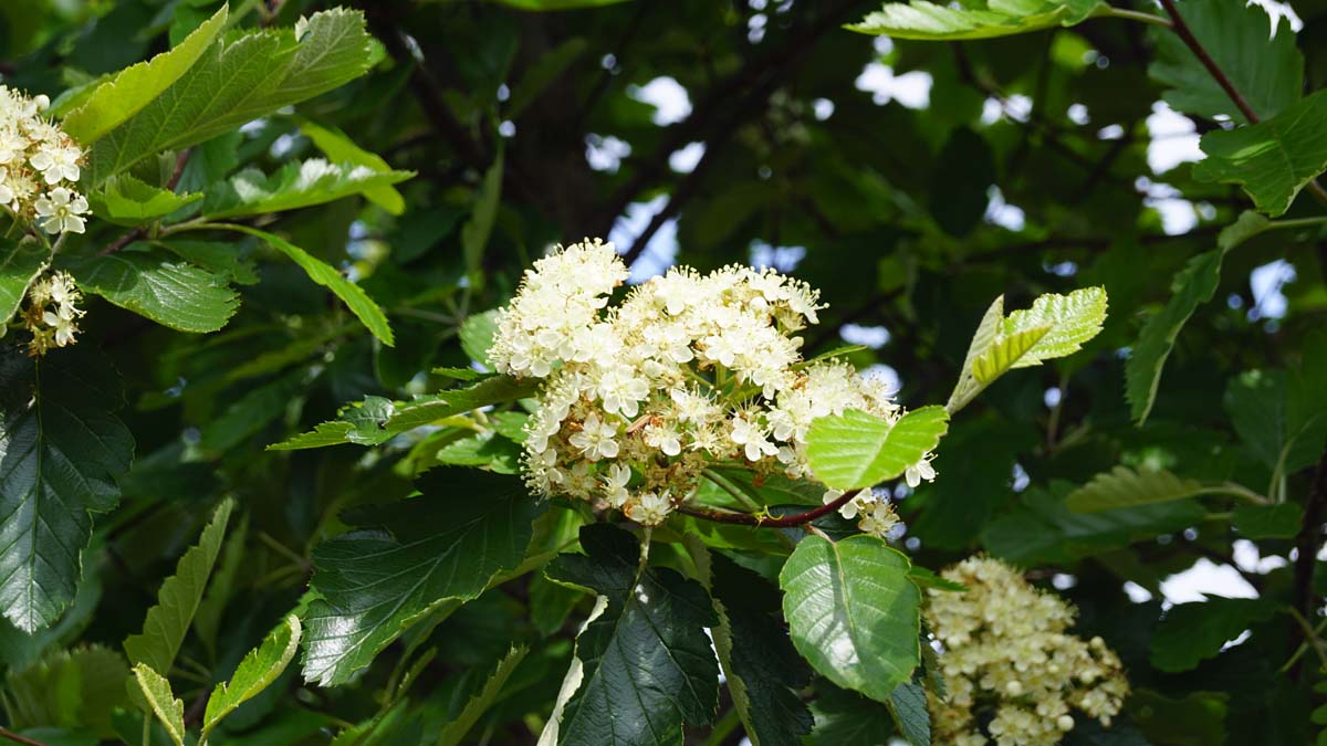 Sorbus intermedia op stam bleosem