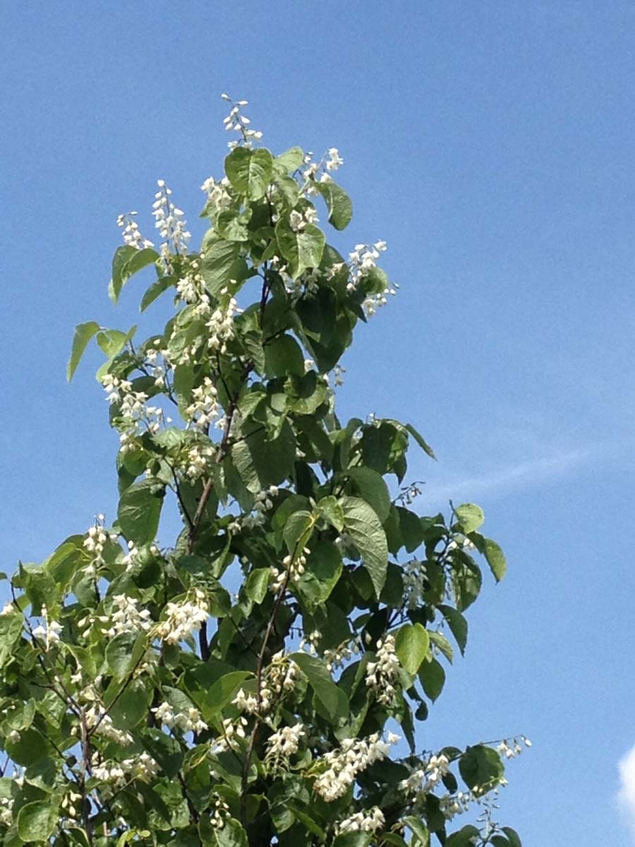 Styrax obassia solitair