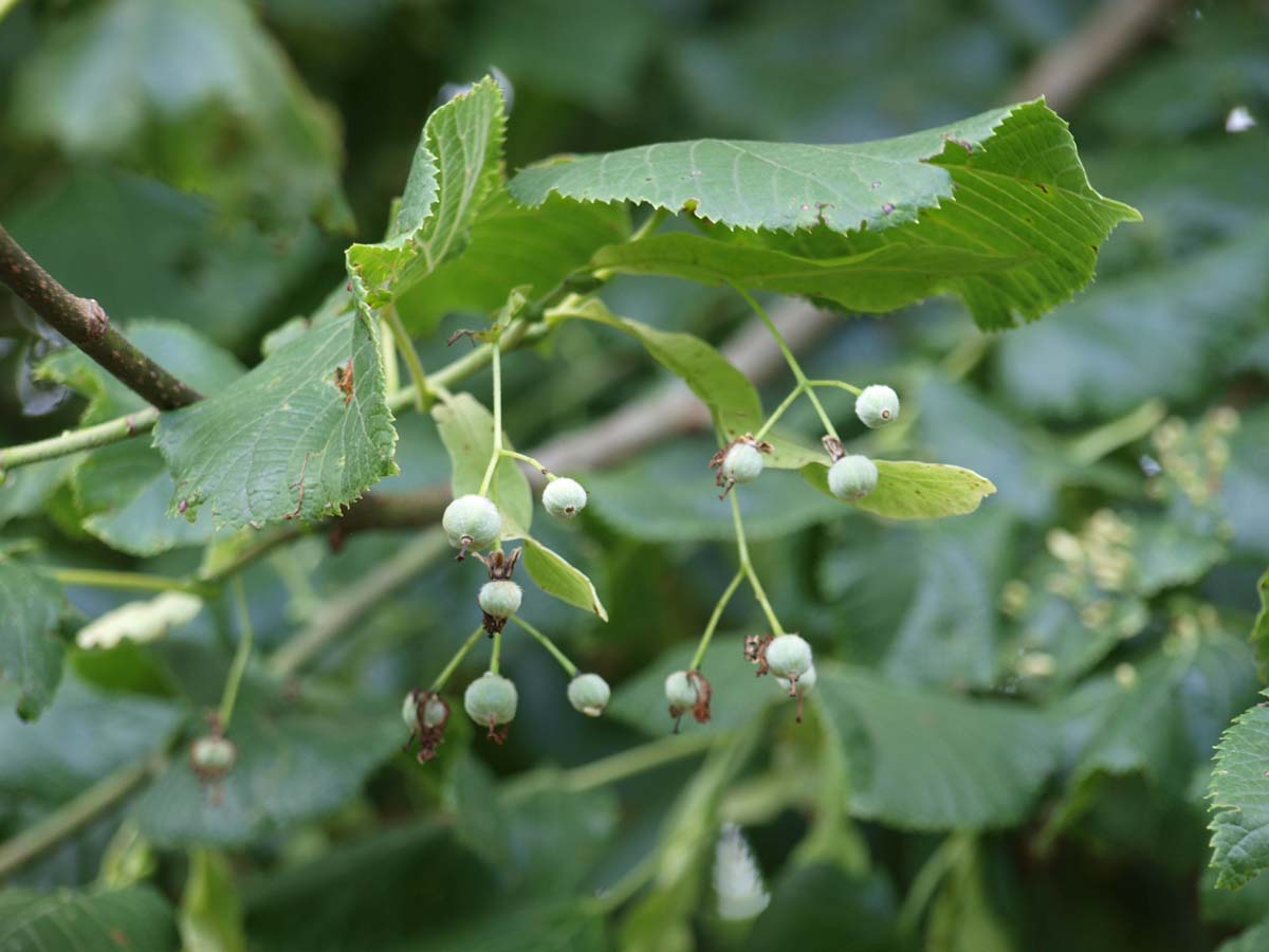 Tilia platyphyllos 'Rubra' leiboom zaaddoos