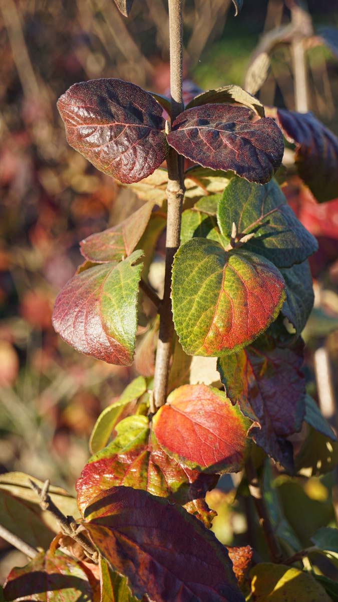 Viburnum carlesii