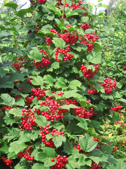 Viburnum opulus haagplant bes