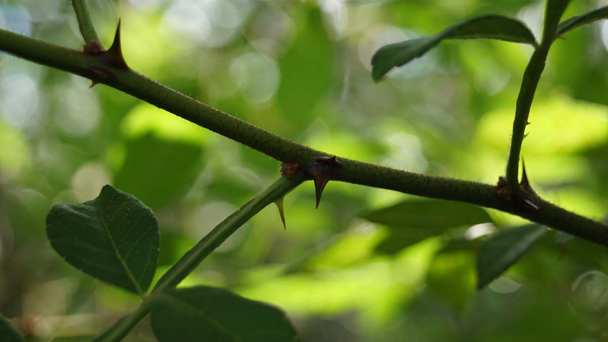 Zanthoxylum alatum planispinum op stam