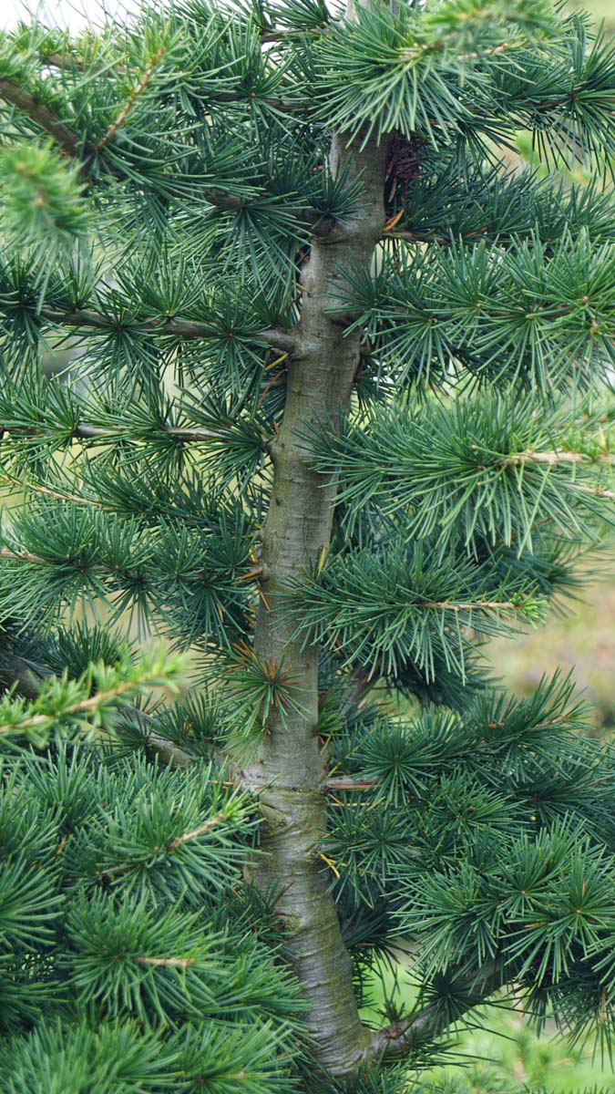 Cedrus libani op stam stam