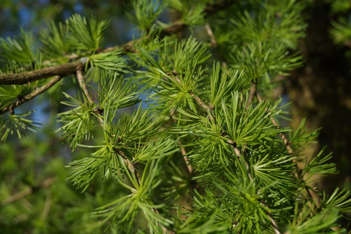 Larix decidua haagplant