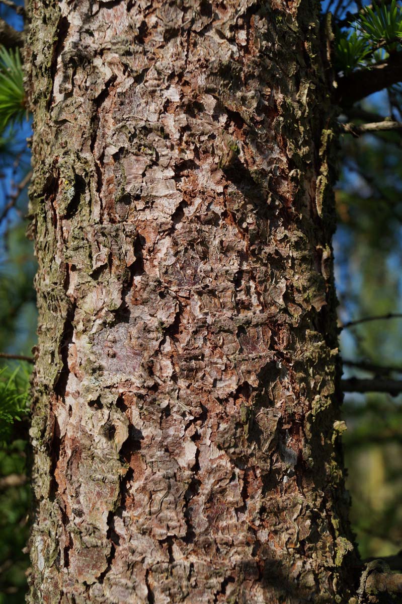 Larix kaempferi meerstammig / struik