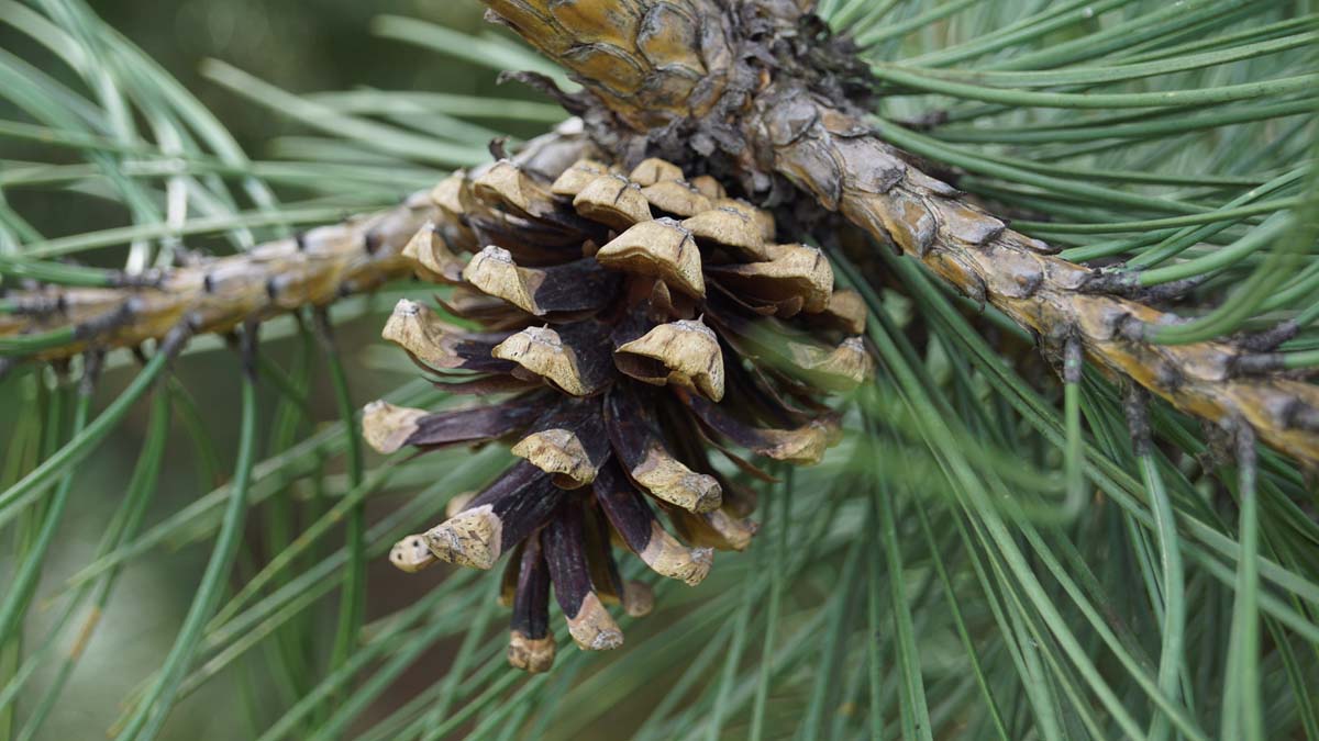 Pinus nigra nigra op stam kegel