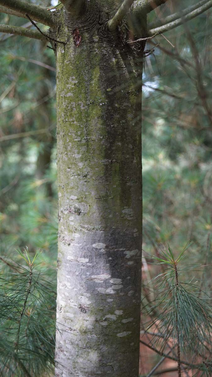 Pinus strobus solitair