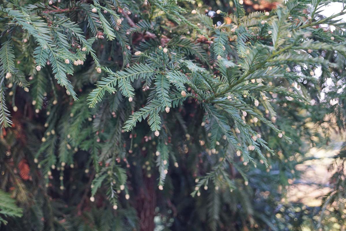 Sequoia sempervirens op stam