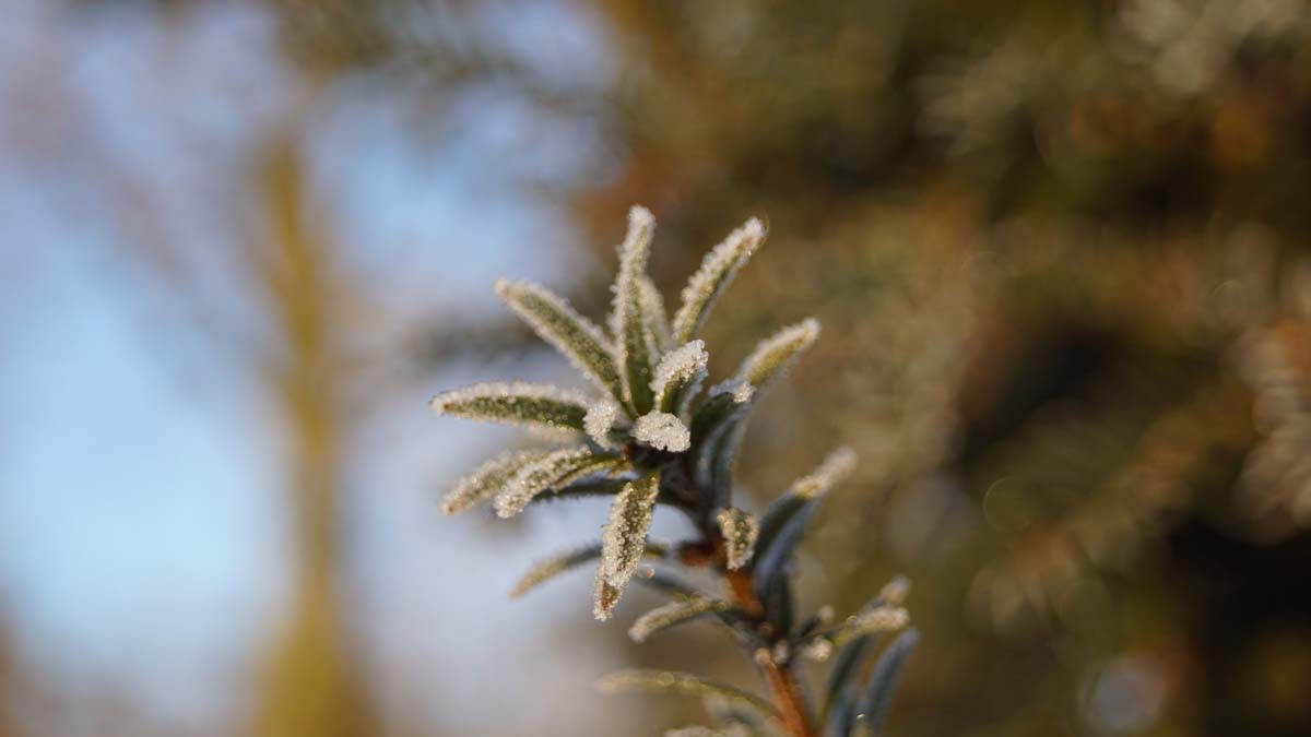 Taxus baccata leiboom