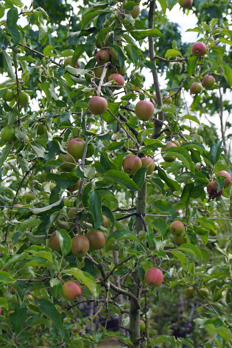 Malus domestica 'Pinova' solitair